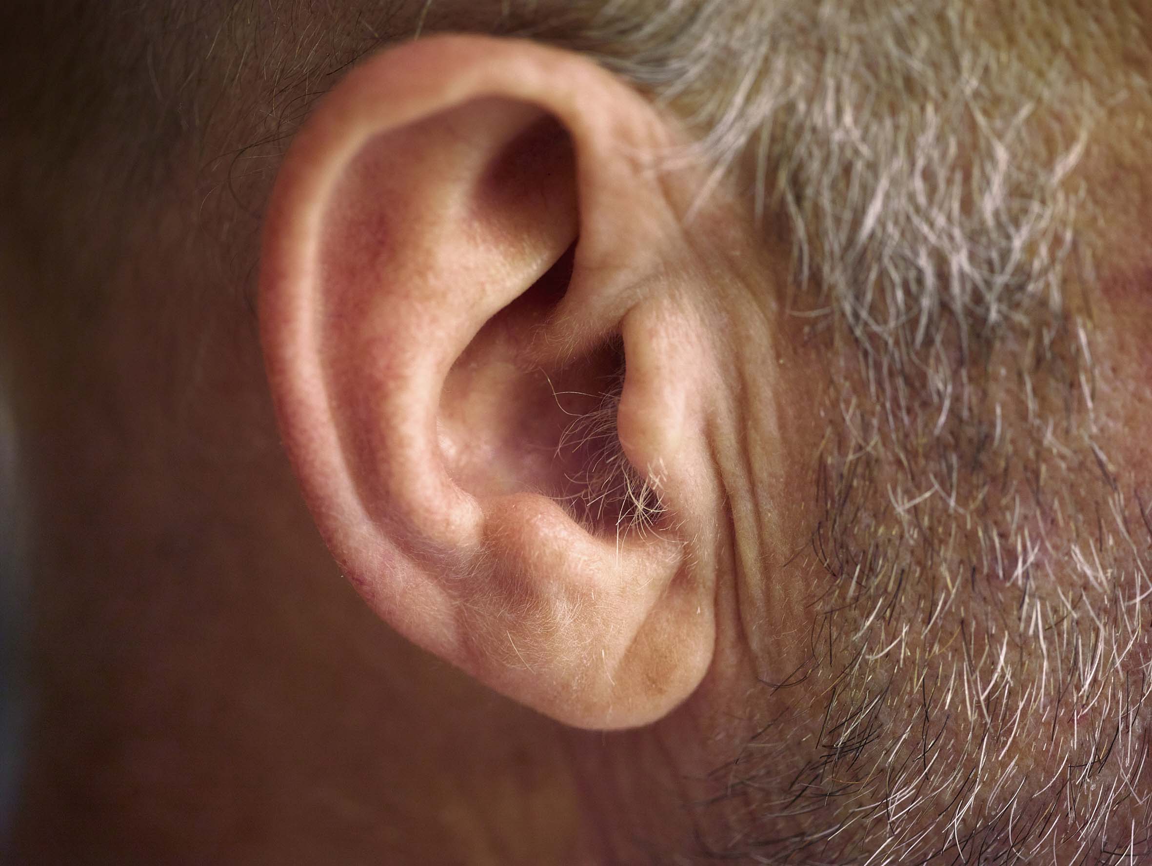 Pieter Hugo - Lawrence’s ear, Nature’s Valley, 2015