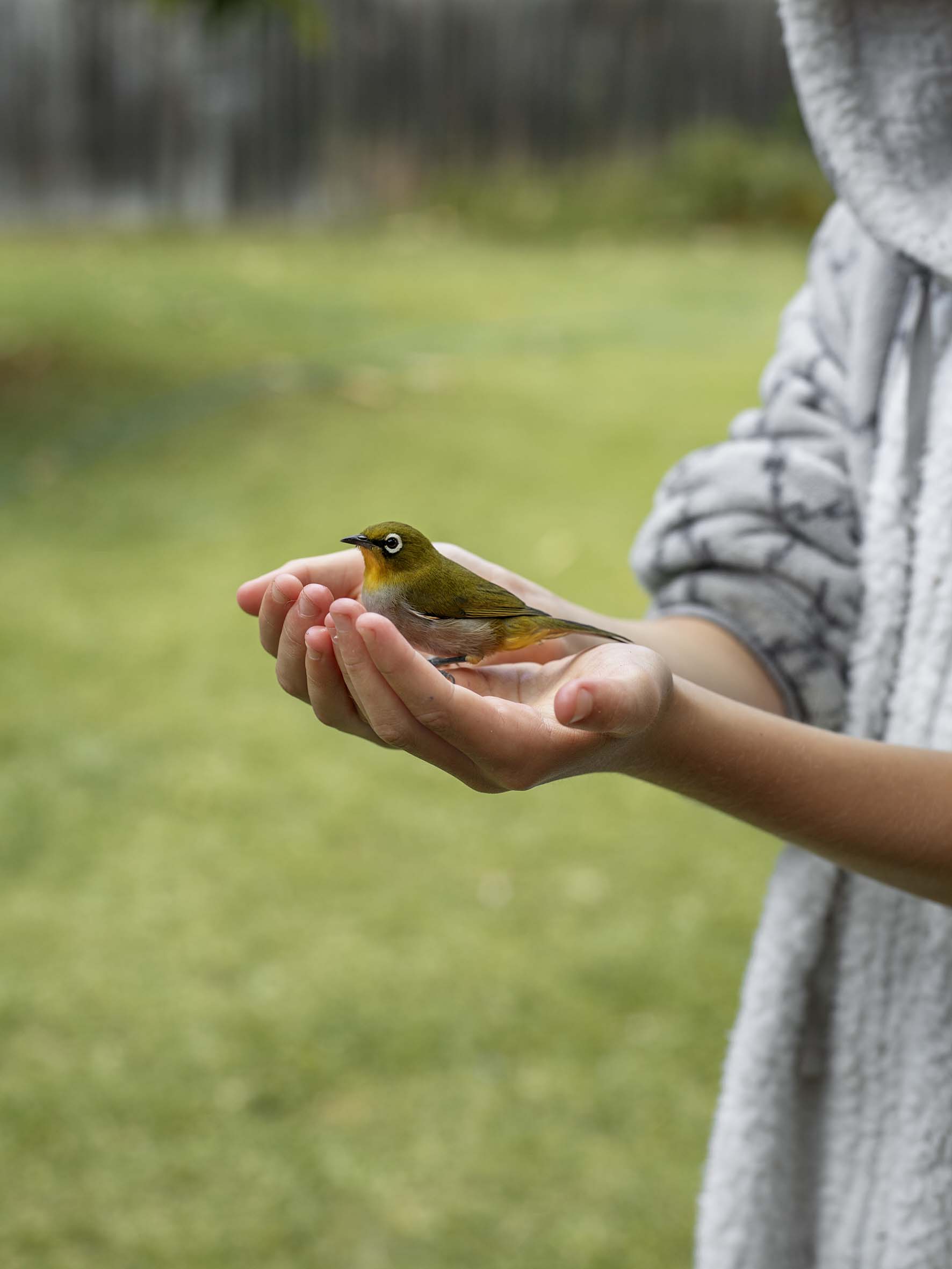 Pieter Hugo - Warbling white-eye, Nature’s Valley, 2019