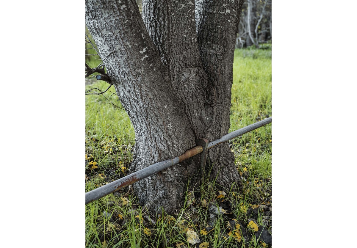 Pieter Hugo - Near Kirstenbosch, Cape Town, 2021