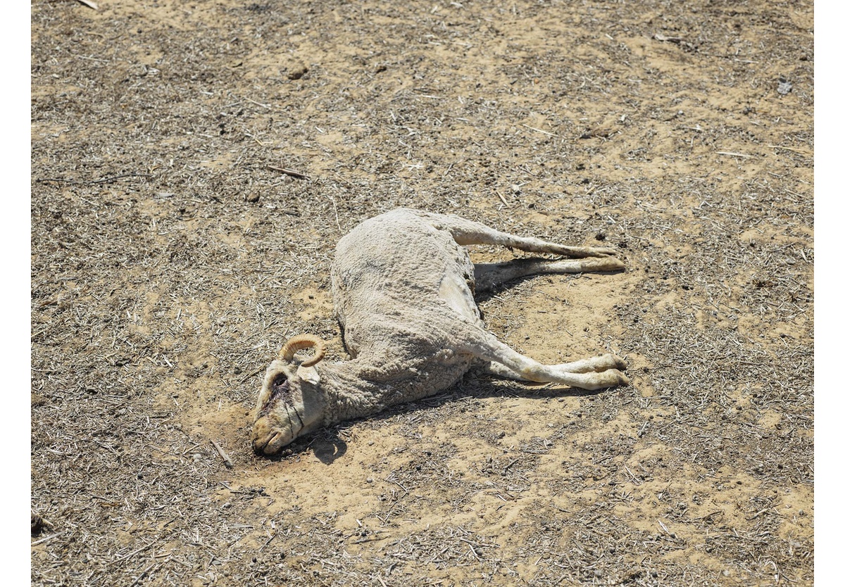 Pieter Hugo - Outside Malmesbury during the drought of 2018, 2018