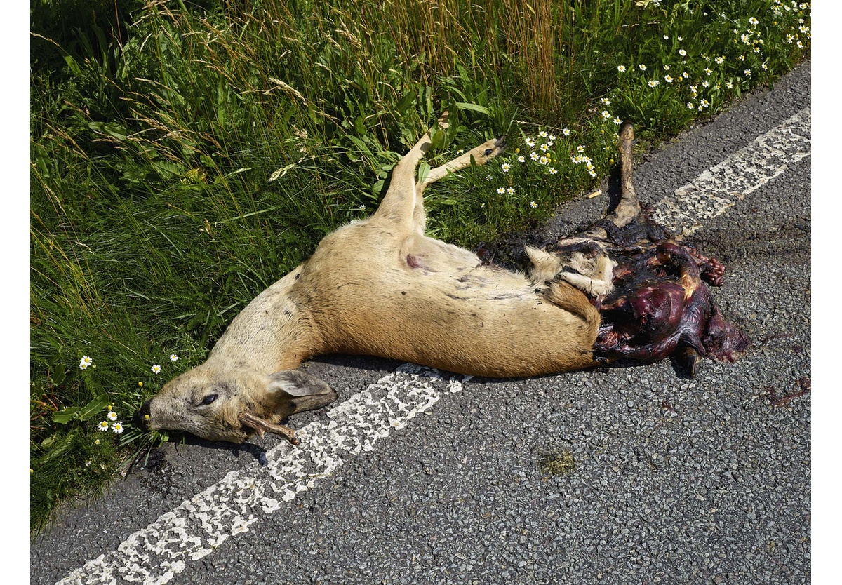 Pieter Hugo - On the road to Groß Pankow, 2017