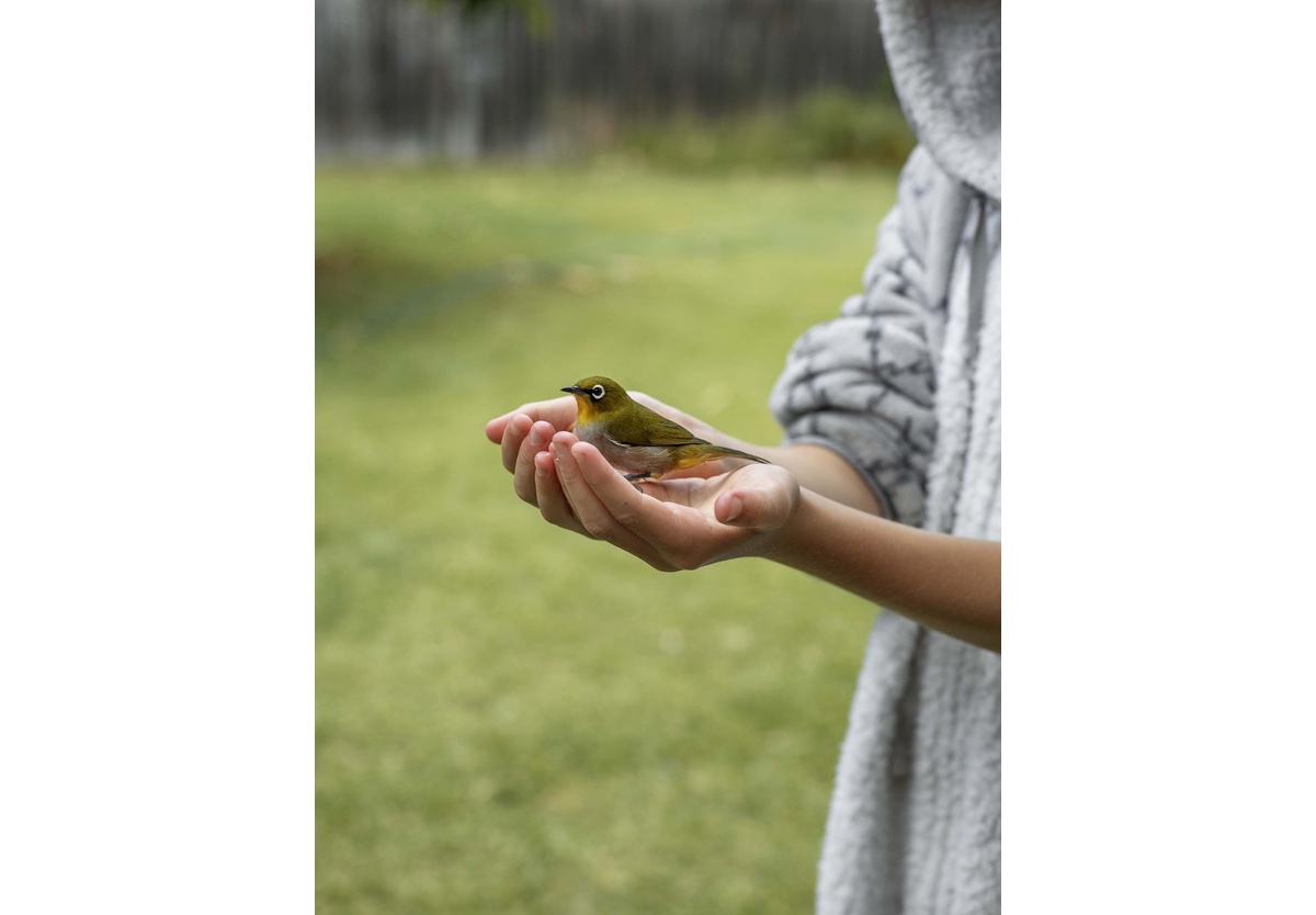 Pieter Hugo - Warbling white-eye, Nature’s Valley, 2019