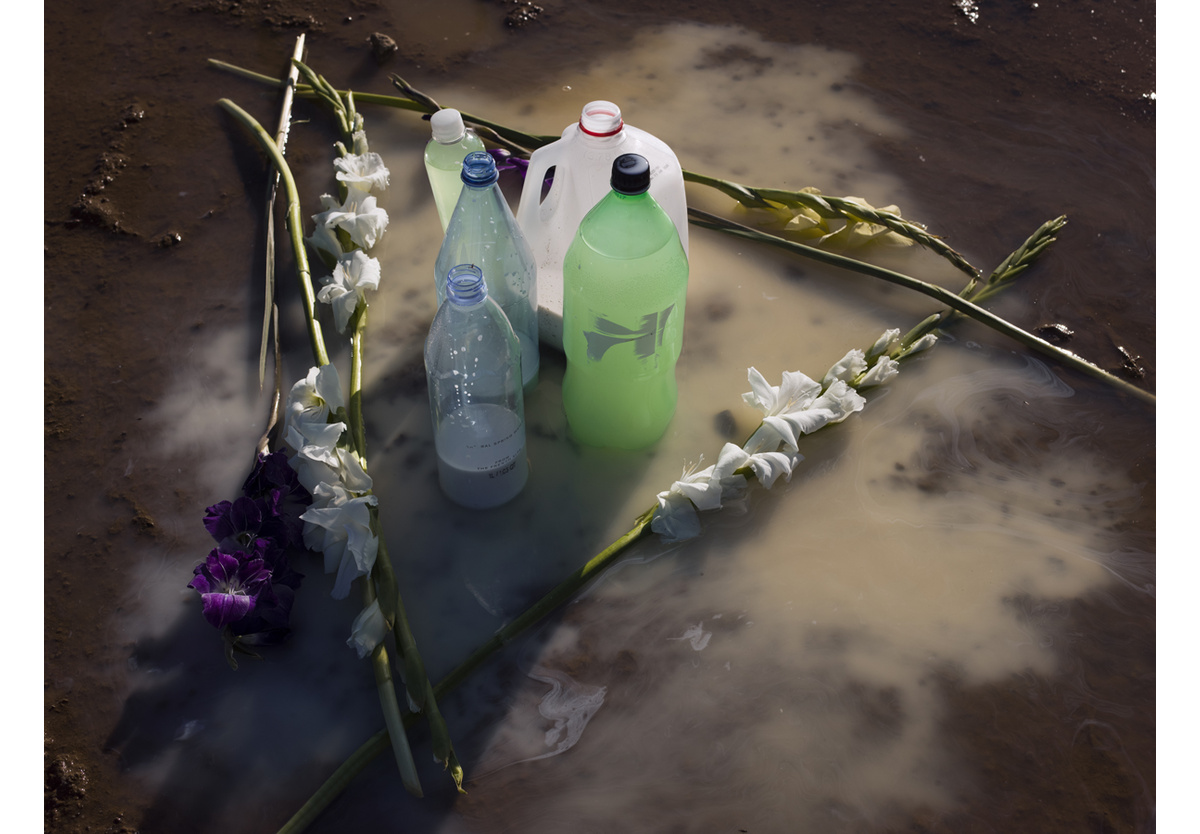  - Gladiola, 2017