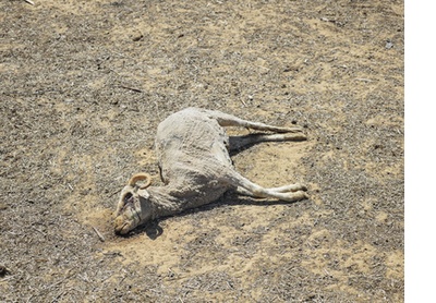 Outside Malmesbury during the drought of 2018