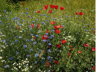 In Heiko’s garden, Groß Pankow