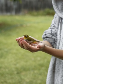 Warbling white-eye, Nature’s Valley